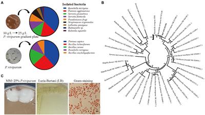 Plant quercetin degradation by gut bacterium Raoultella terrigena of ghost moth Thitarodes xiaojinensis